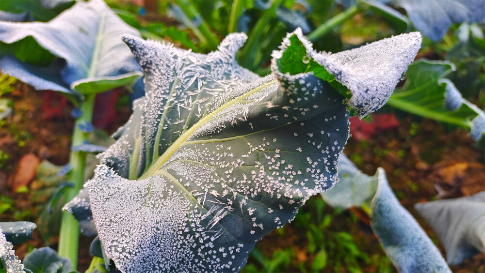 吉安随拍：霜冻的花椰菜