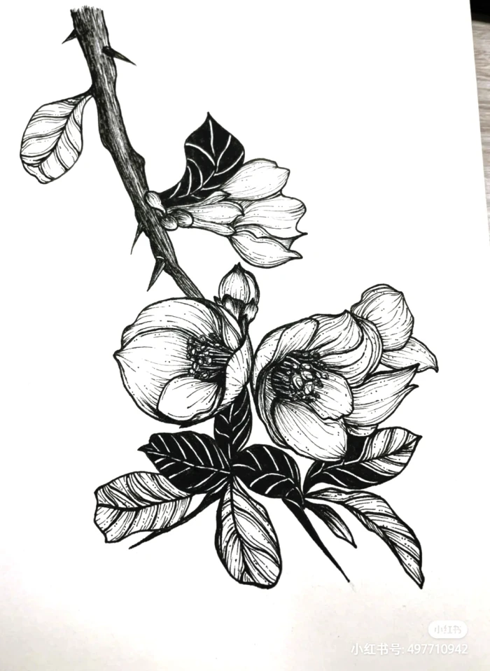 花卉线描画