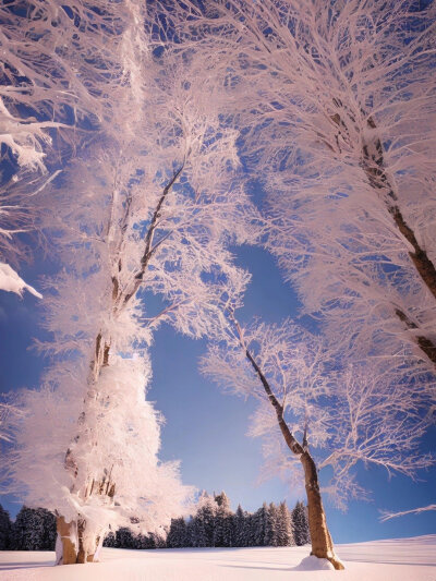 雪景壁纸