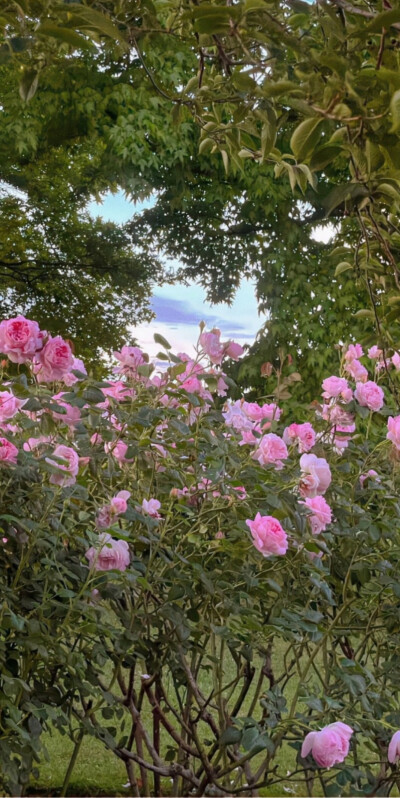 风景壁纸