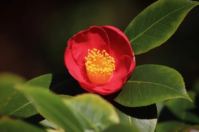 茶梅/茶梅，因叶似茶，花如梅而得名。「其叶似山茶而小，花如鹅眼钱而色粉红，心深黄，亦有白花者，开最耐久，望之雅素可人」（陈淏子《花镜》）。