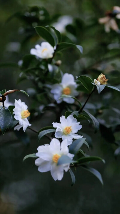 油茶花/油茶主要用来榨油，竟不知它的花朵也很美。近乎透明的花瓣纤尘不染，和墨绿油亮的树叶一对比，美感越发突出。令人想到《天龙八部》里不食人间烟火的王语嫣。