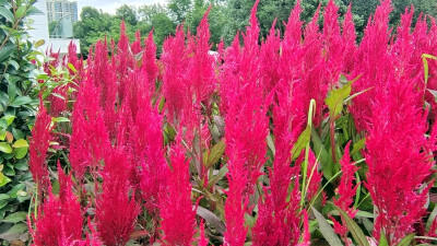 吉安随拍：花花草草之鸡冠花