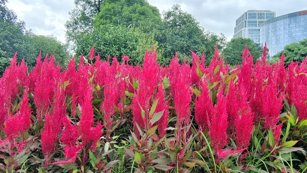 吉安随拍：花花草草之鸡冠花