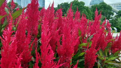 吉安随拍：花花草草之鸡冠花