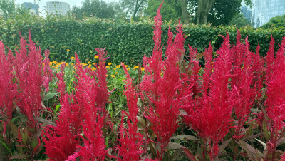 吉安随拍：花花草草之鸡冠花