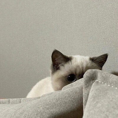 萌宠头像