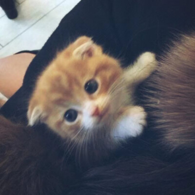 ꒰ঌ( ˶'-'˶) ໒꒱呆呆k