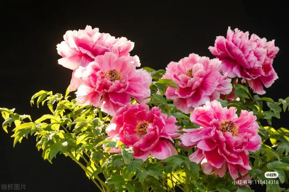花草