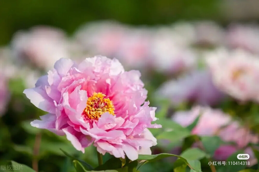 花草