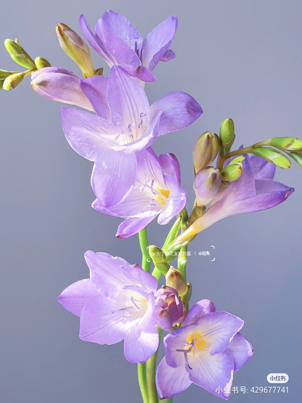 花草