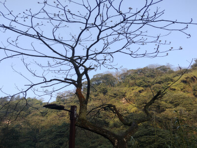 林中雾云绕，山间细雨来。