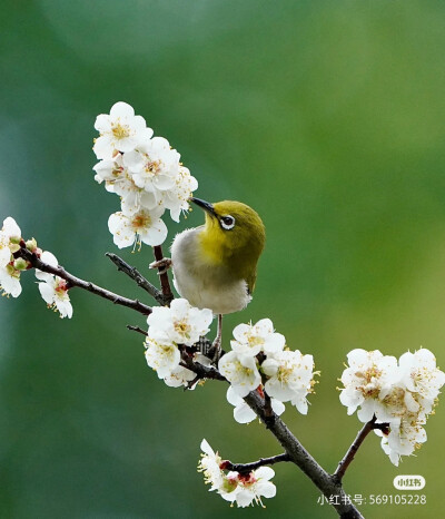 花鸟