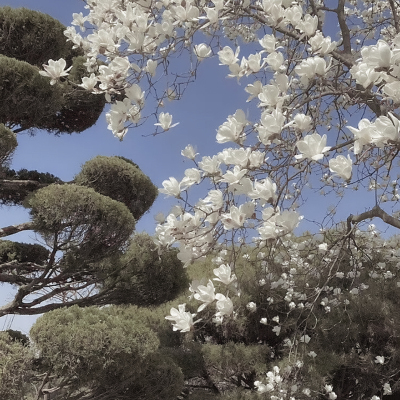 盛开吧❀回忆的花丨鞠婧祎