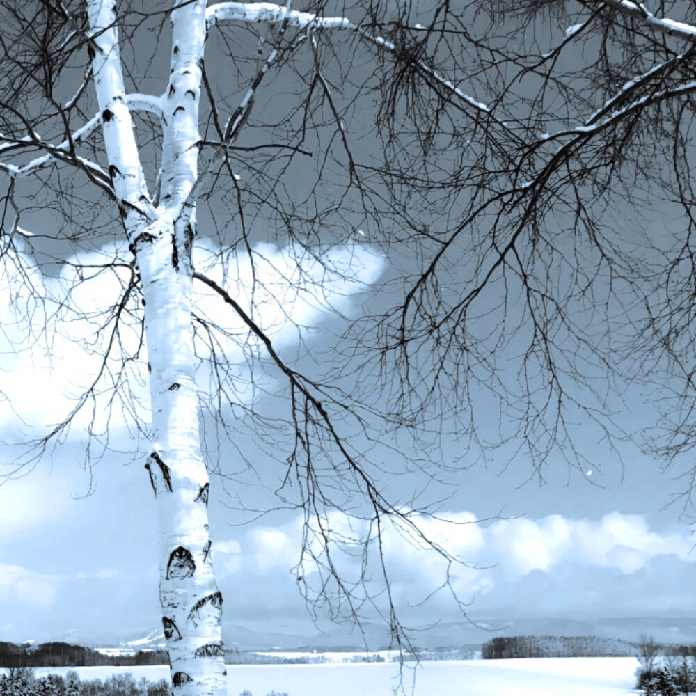  雪中白杨树-Poplar trees in the snow*朴志晟.