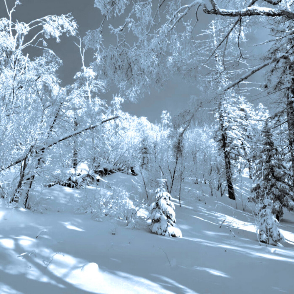  雪中白杨树-Poplar trees in the snow*朴志晟.