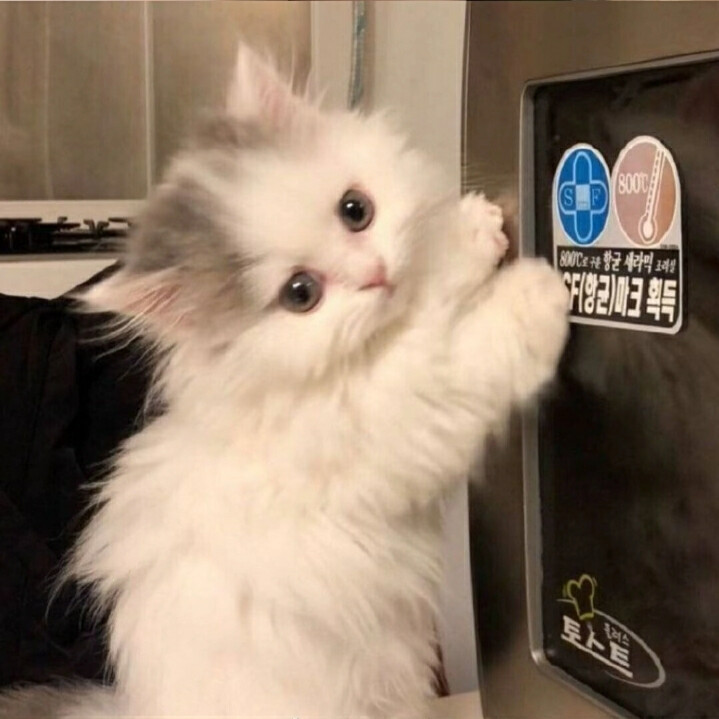 小猫喜欢你 但小猫不说 小猫希望你对号入座