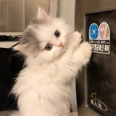 小猫喜欢你 但小猫不说 小猫希望你对号入座