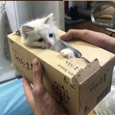 小猫喜欢你 但小猫不说 小猫希望你对号入座