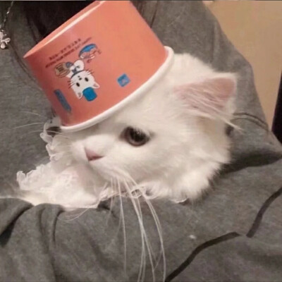 小猫喜欢你 但小猫不说 小猫希望你对号入座