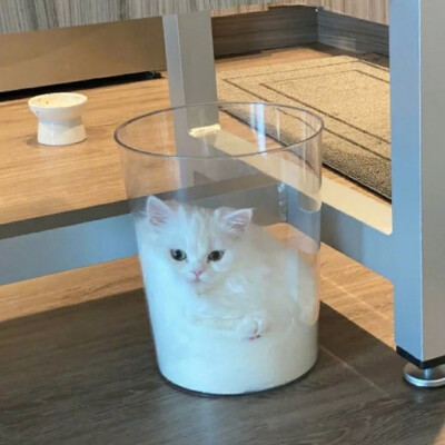 小猫喜欢你 但小猫不说 小猫希望你对号入座