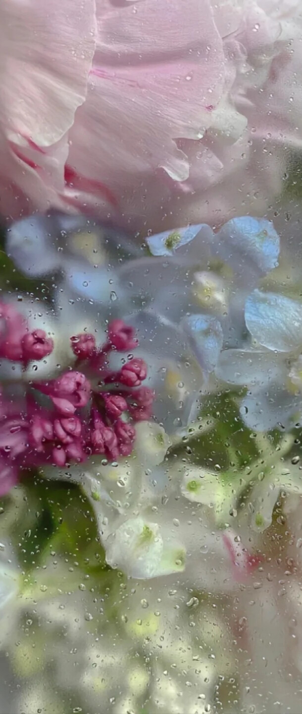 雾蒙蒙的花