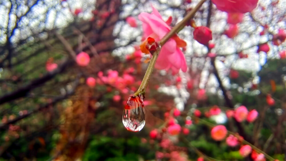 吉安赏花：雨滴梅花更娇艳