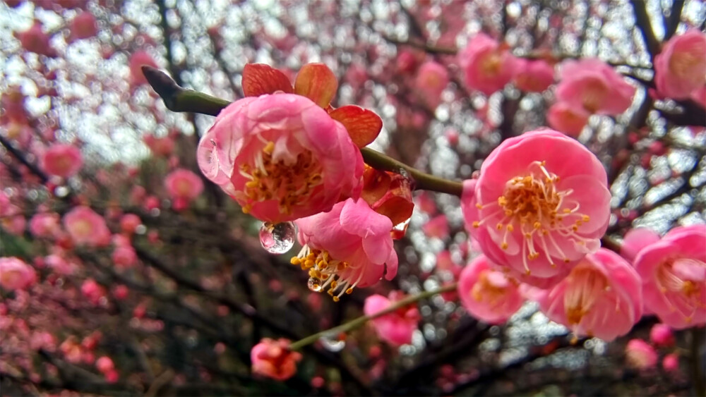 吉安赏花：雨滴梅花更娇艳