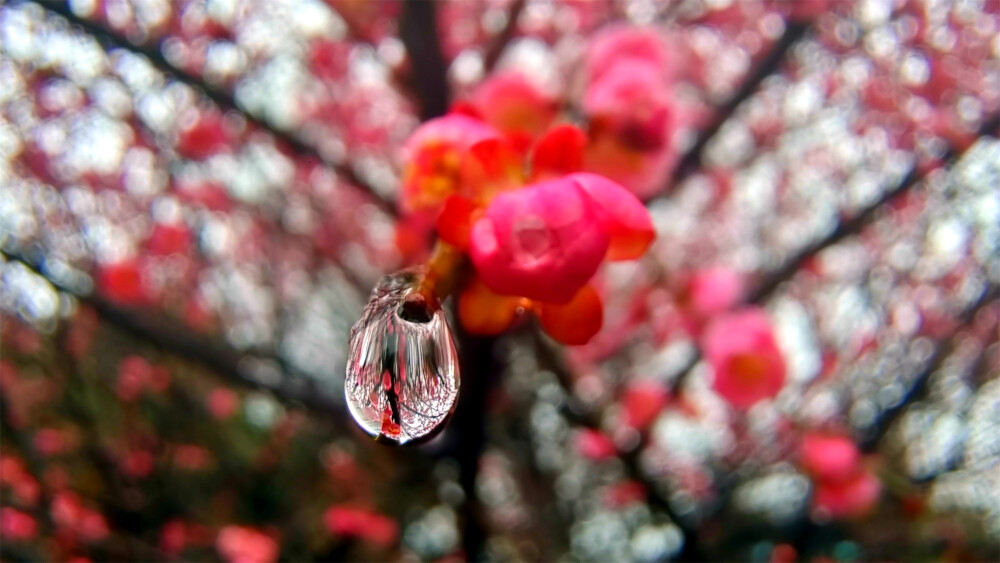 吉安赏花：雨滴梅花更娇艳