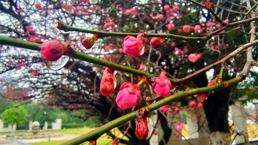 吉安赏花：雨滴梅花更娇艳