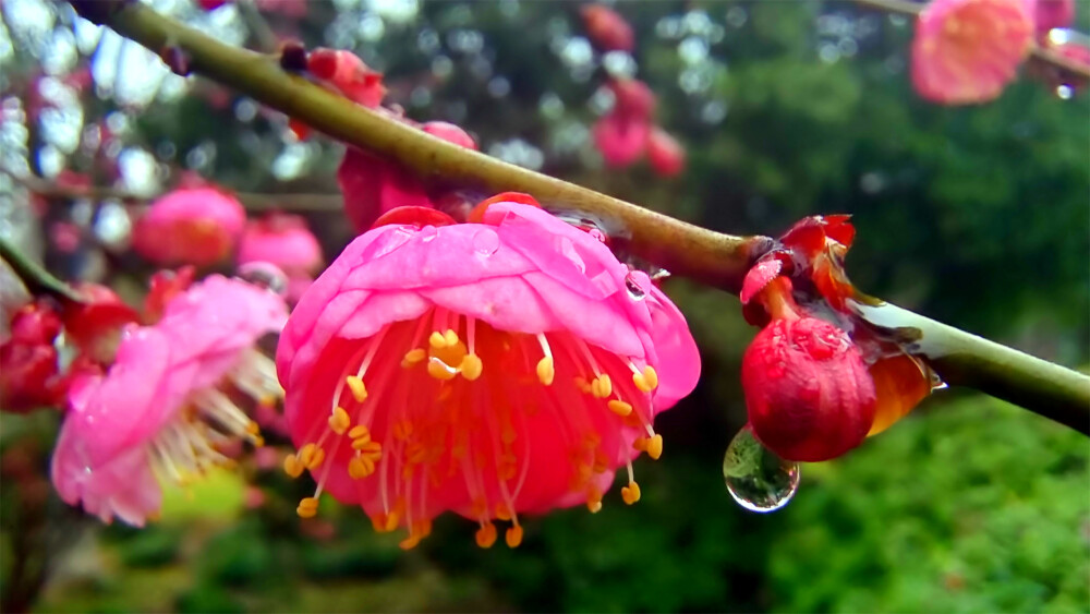 吉安赏花：雨滴梅花更娇艳