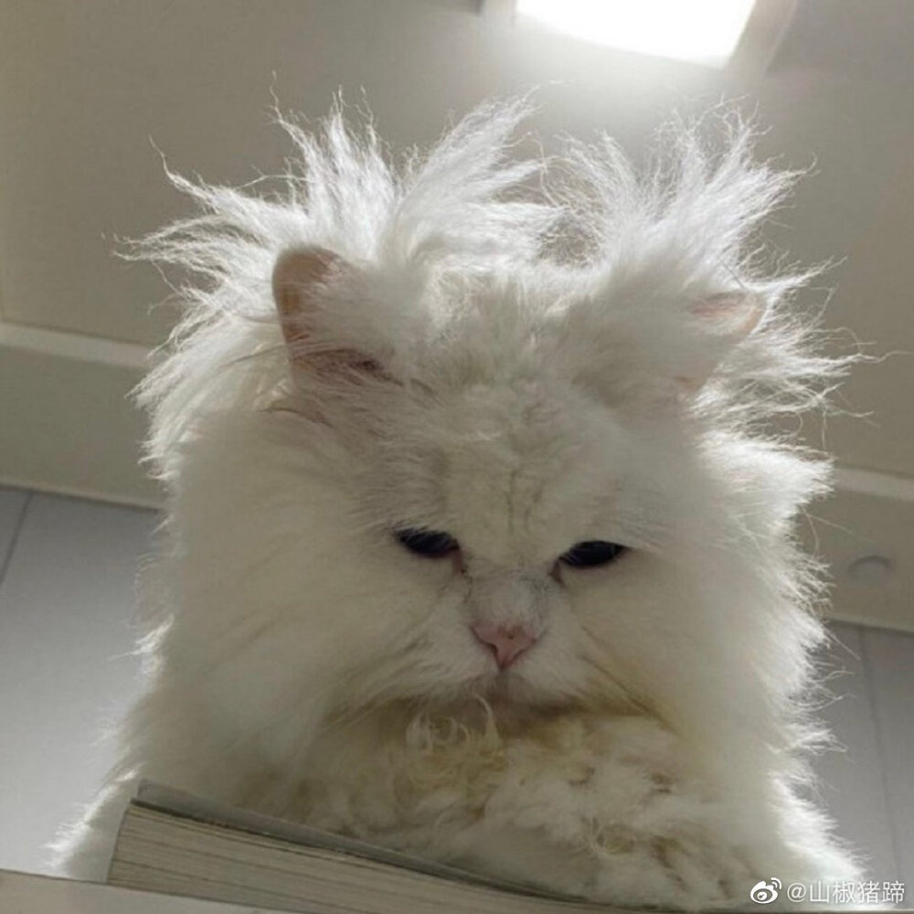 (˵¯͒〰¯͒˵)好眼熟的憨宝(˵¯͒〰¯͒˵) cr:logo