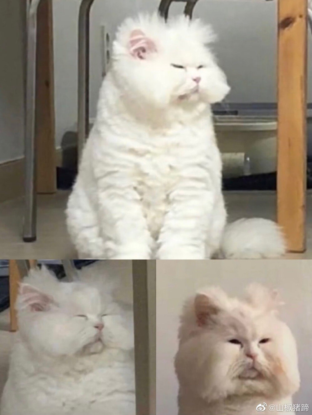 (˵¯͒〰¯͒˵)好眼熟的憨宝(˵¯͒〰¯͒˵) cr:logo