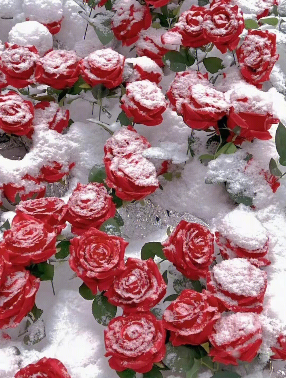 Snow and Roses