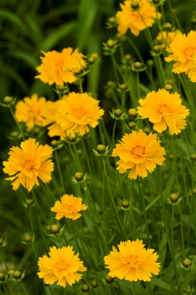 金鸡菊