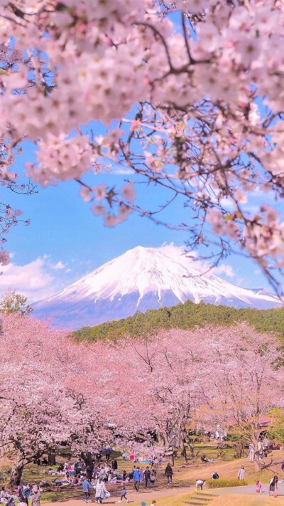 樱花 头像 唯美