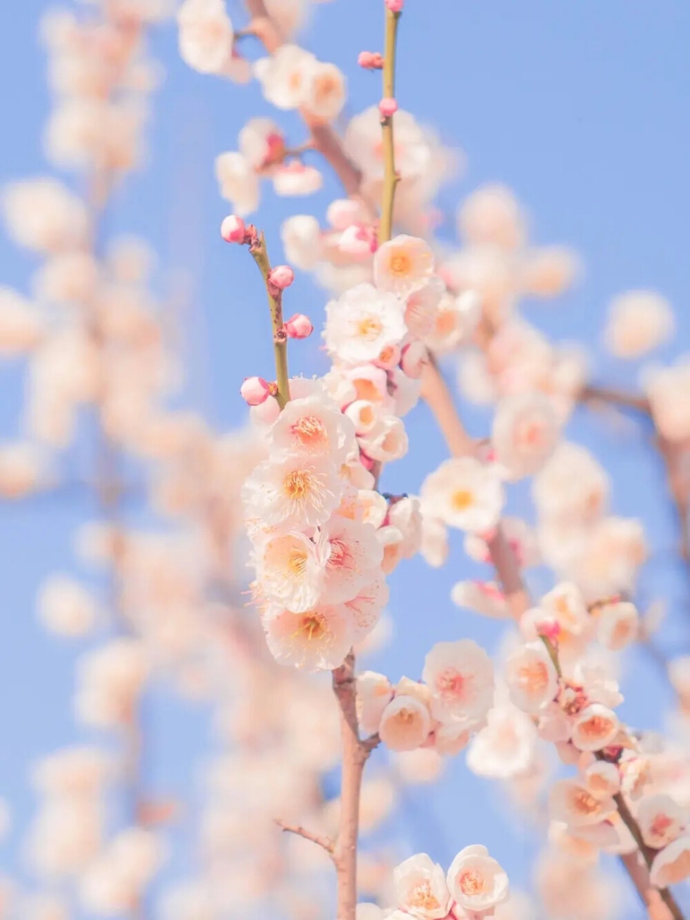 樱花 头像 唯美