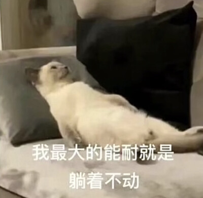 沙雕 猫咪 表情包