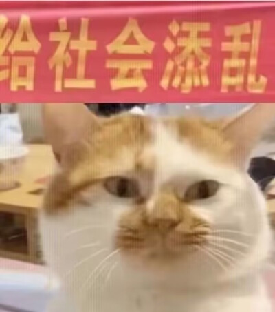 沙雕 猫咪 表情包