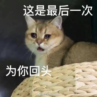 沙雕 猫咪 表情包