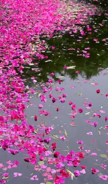 坠素翻红烟雨朦，花落知多少