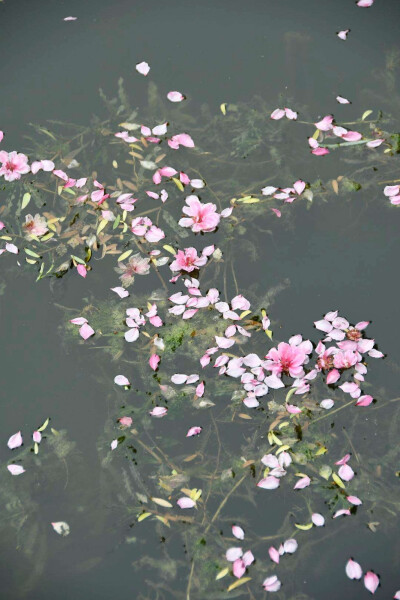 坠素翻红烟雨朦，花落知多少