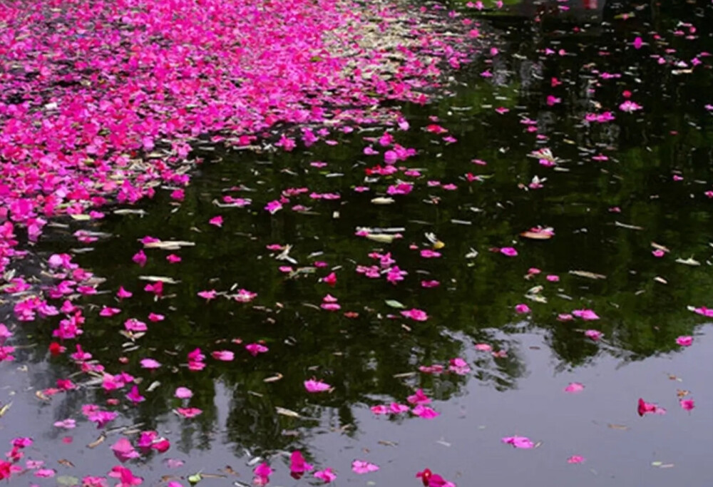 坠素翻红烟雨朦，花落知多少