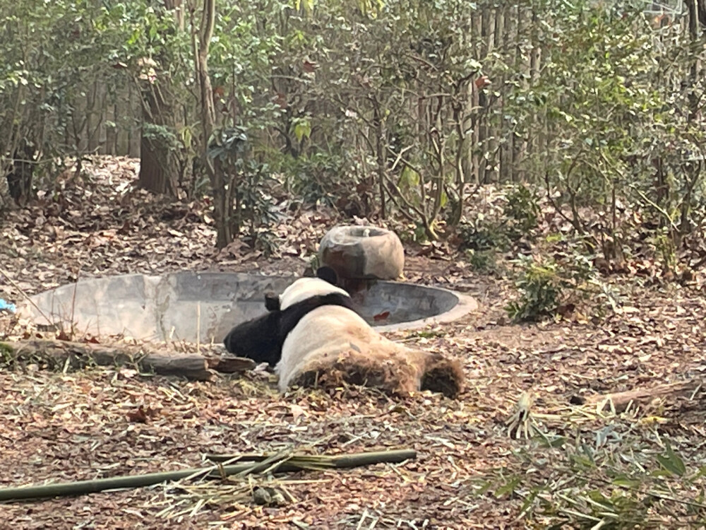 成都大熊猫繁育研究基地