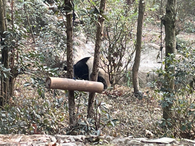 成都大熊猫繁育研究基地