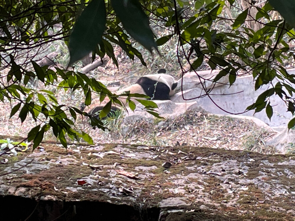 成都大熊猫繁育研究基地