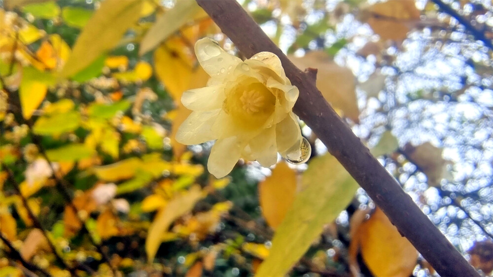 吉安赏花：雨润腊梅