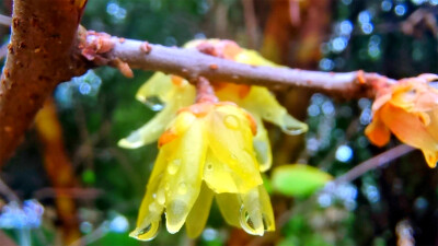 吉安赏花：雨润腊梅