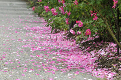 坠素翻红烟雨朦，花落知多少？