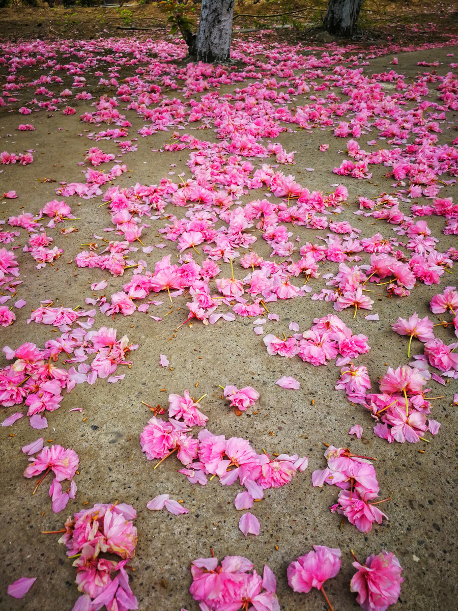 坠素翻红烟雨朦，花落知多少？